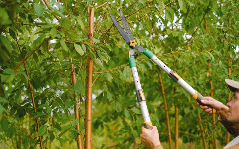 Tree trimming in Bradley, WV